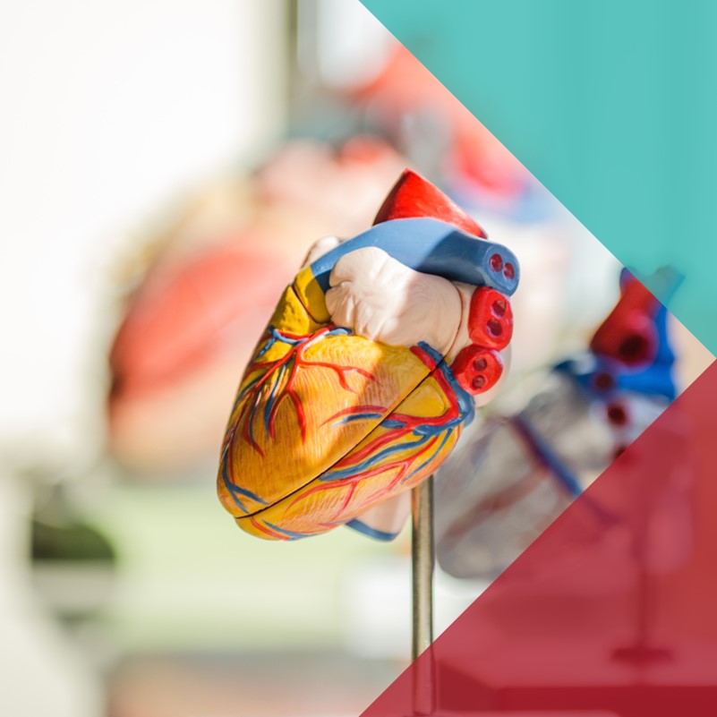 A photo of an anatomical model of a heart